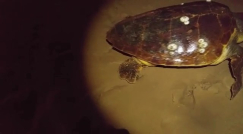 فيديو: العثور على سلحفاة بحرية كبيرة على شاطئ العجمي بيافا